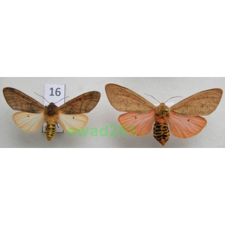 Teracotona clara rubiginea (de Toulgoët, 1977) pair Etiopia16 RARE!!!
